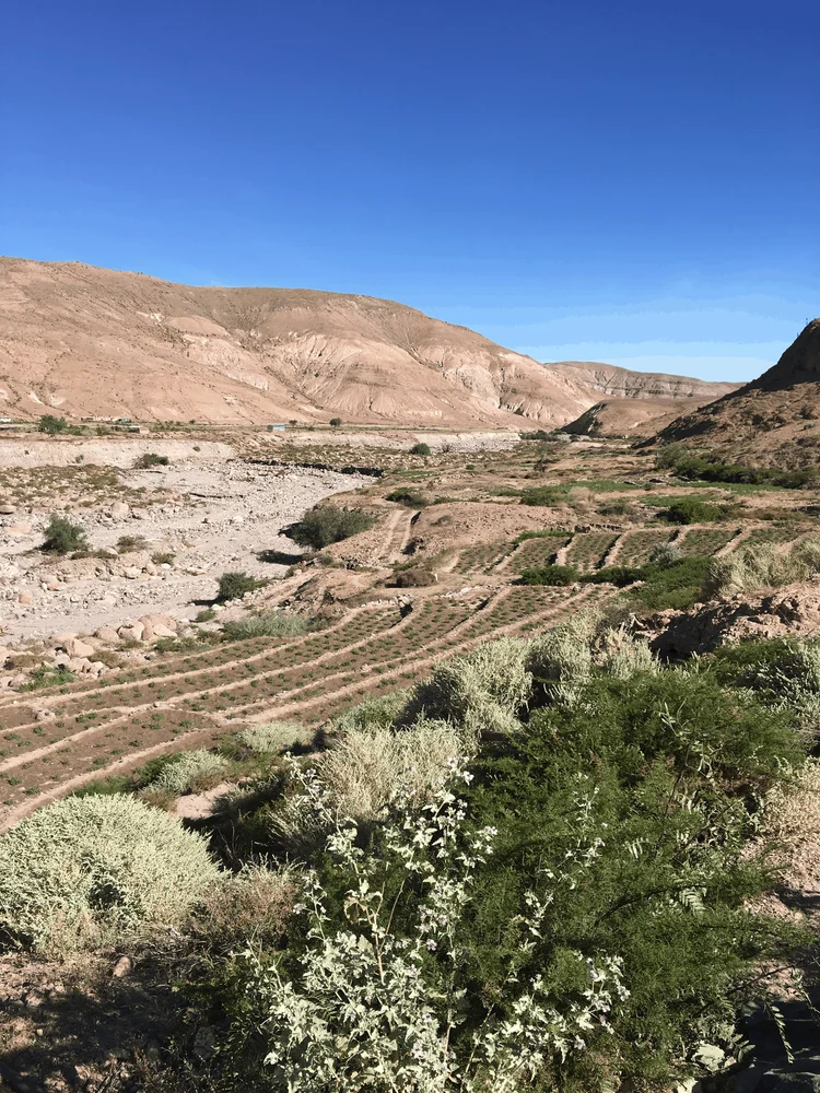 Cultivo en terrazas